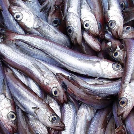 Fresh Panla (Hake) Fish 10 kg - Fresh To Dommot