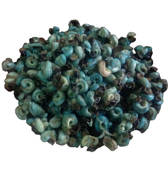 Blue Periwinkle Shell