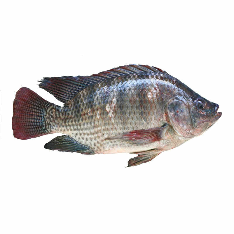 1kg ABS Fish Bran - Food: Tilapia, Carp, Sesame, Trap Or Used To