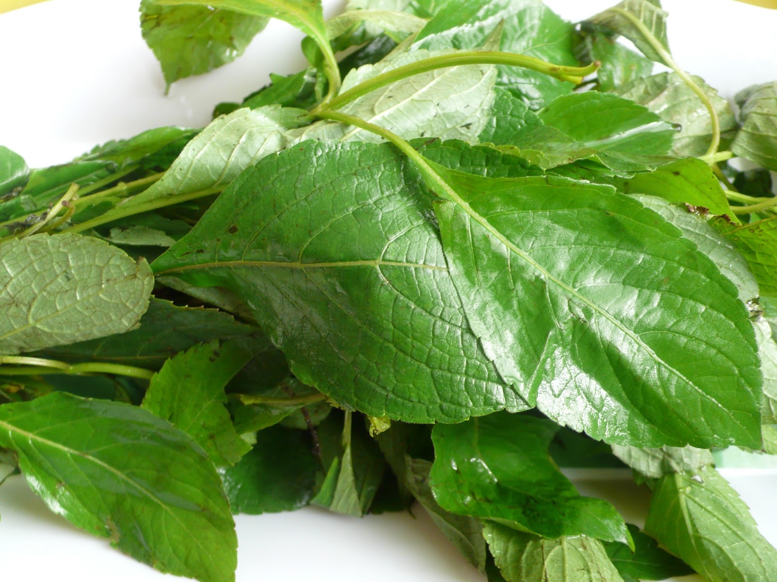 What EXACTLY is Mint Leaf? - All Nigerian Recipes Blog